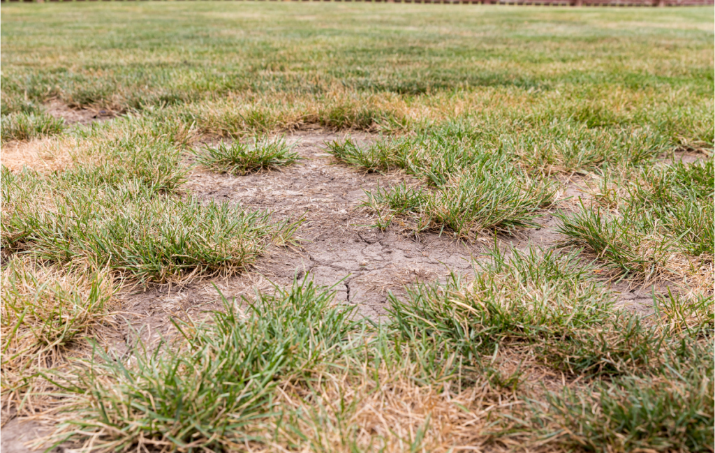 bare spots in lawn